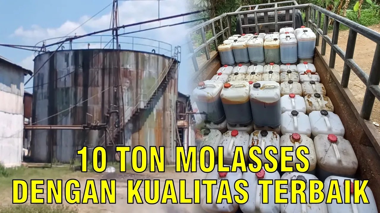
                                 Kandungan-Molases-Kualitas-Terbaik